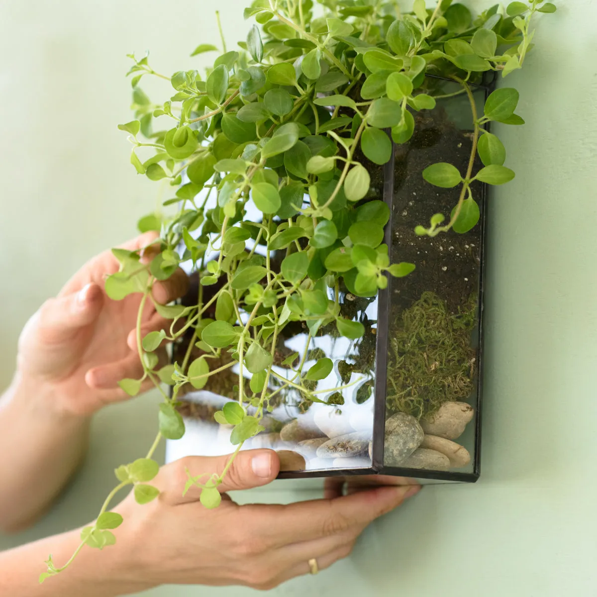 Wall Terrarium - Square