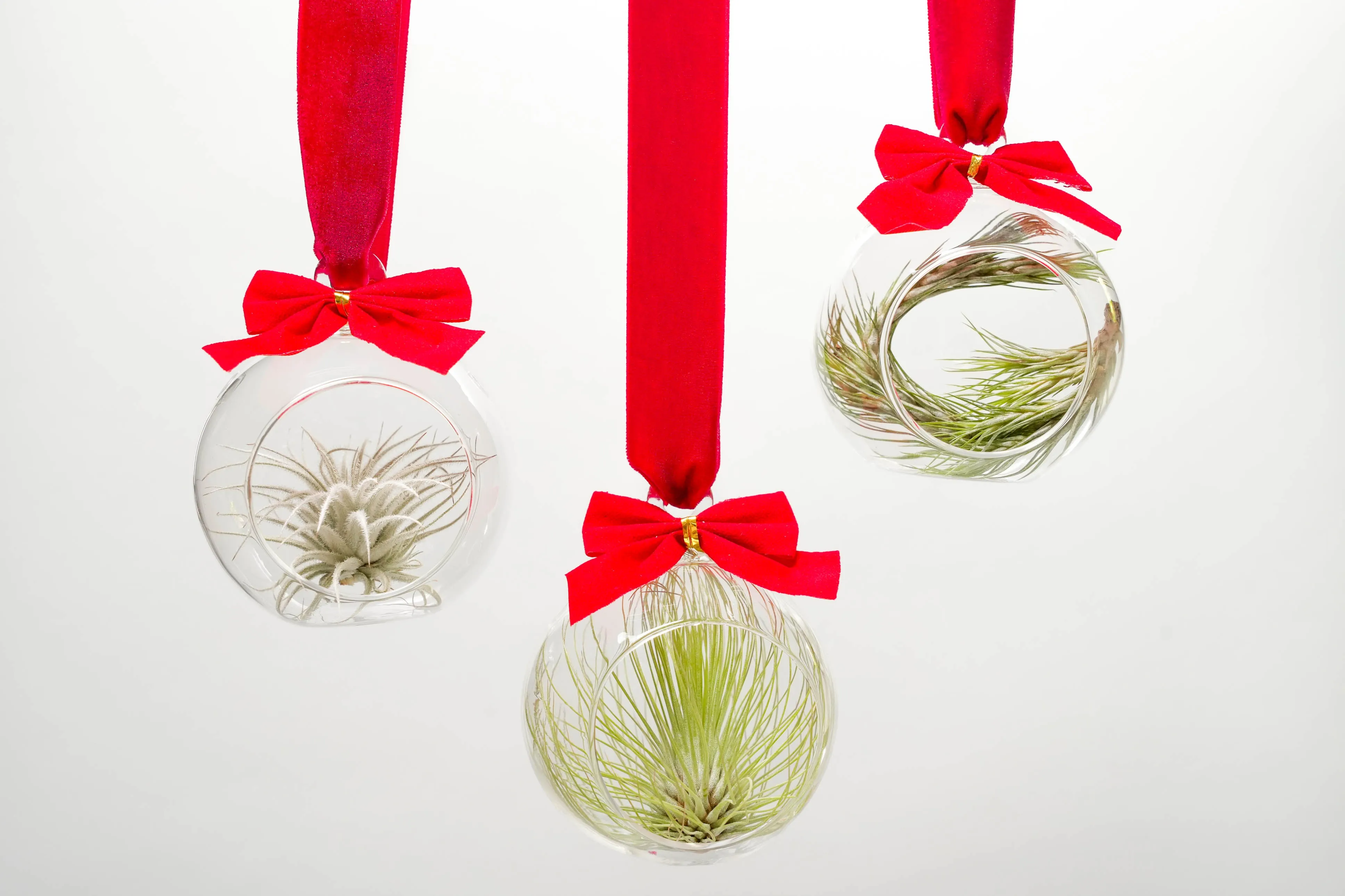 Wholesale - Mini Velvet Bow Ornament Globes with Assorted Air Plants